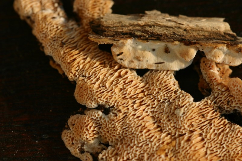 Da determinare (Antrodia albida)